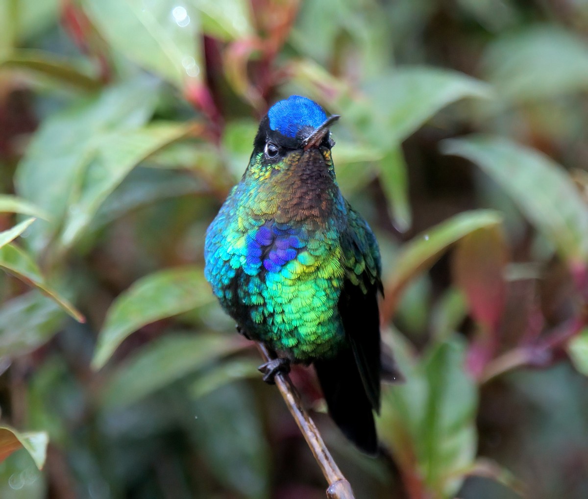 Fiery-throated Hummingbird - ML627688815