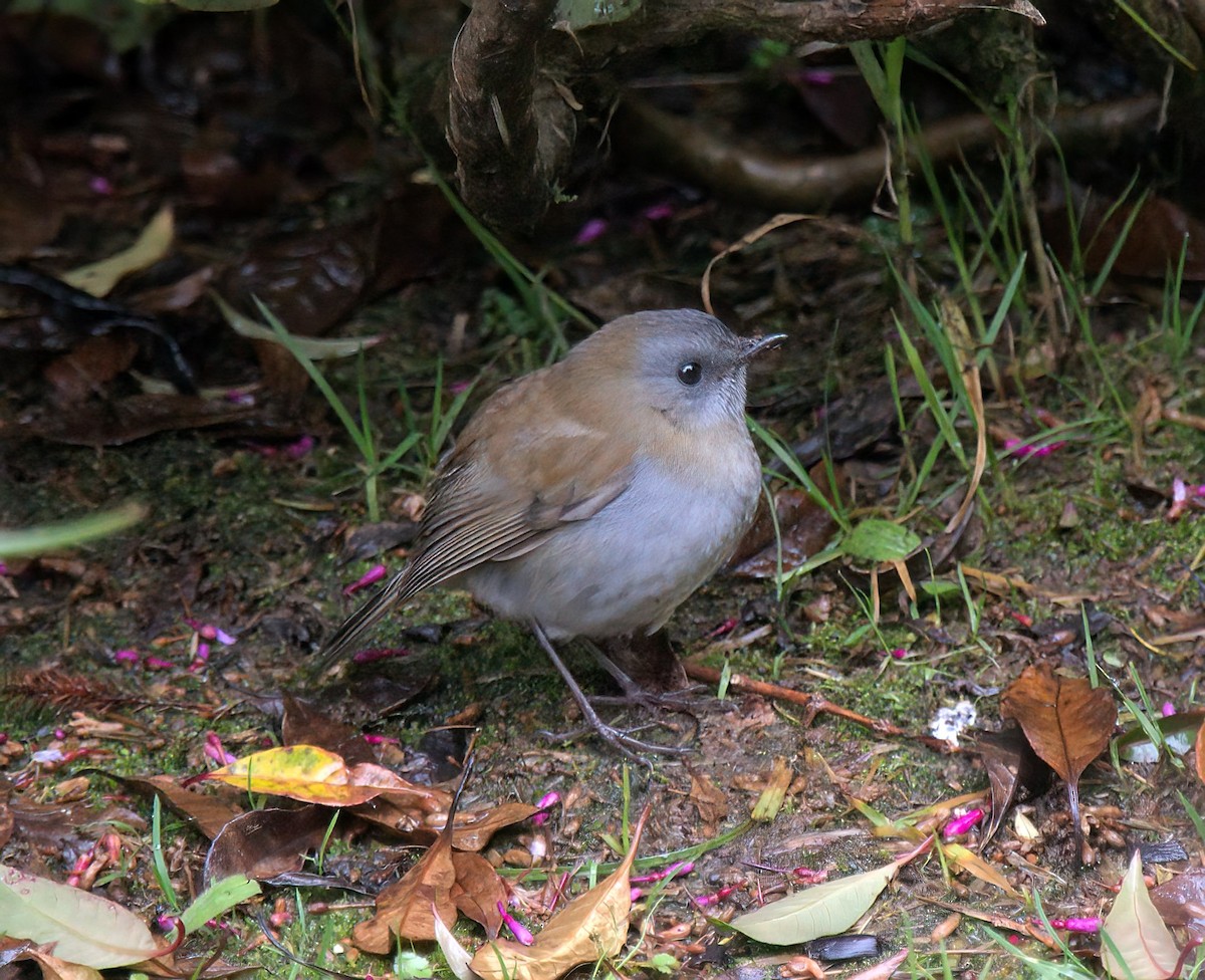 Black-billed Nightingale-Thrush - ML627688817