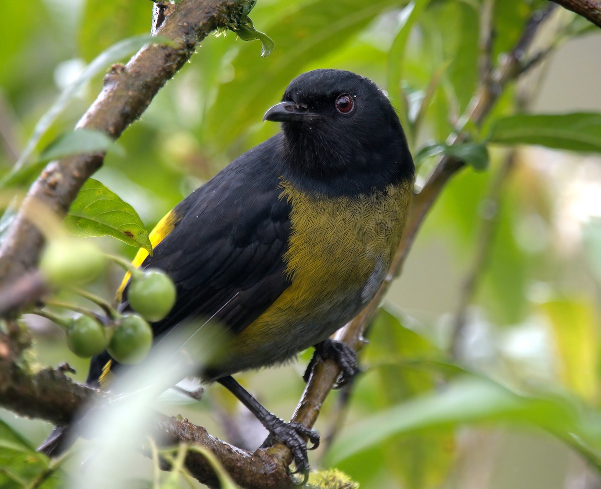 Black-and-yellow Silky-flycatcher - ML627688818