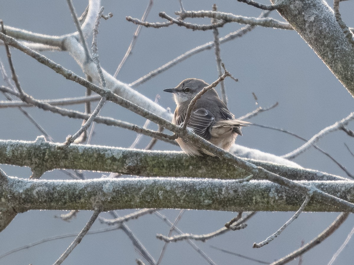 Northern Mockingbird - ML627688895