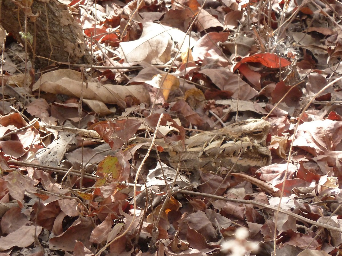 Long-tailed Nightjar - ML627689077