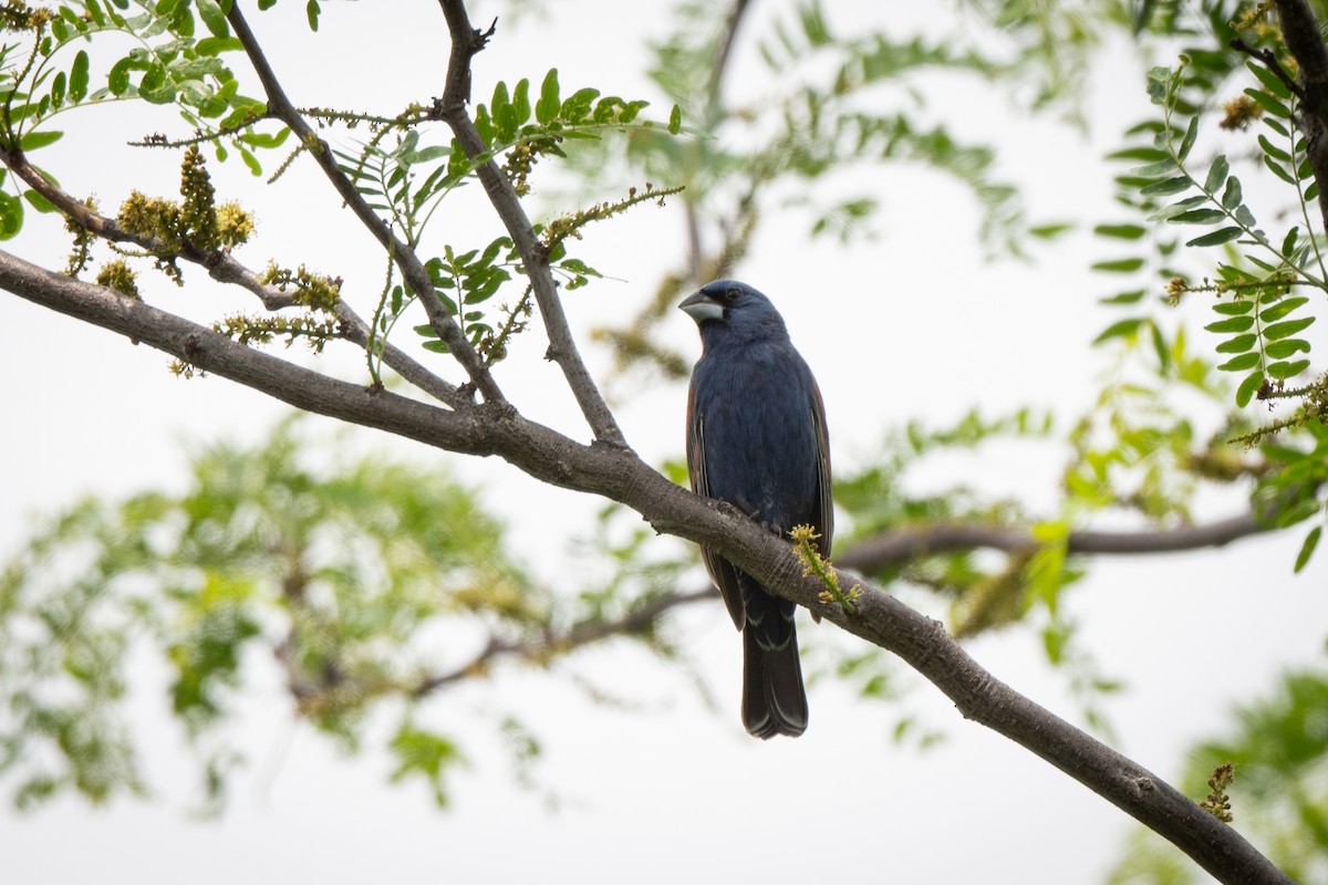 Blue Grosbeak - ML627689135