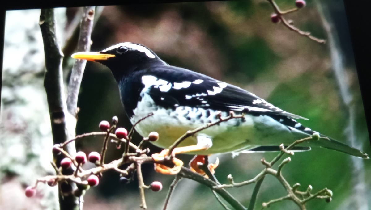 Pied Thrush - ML627689164