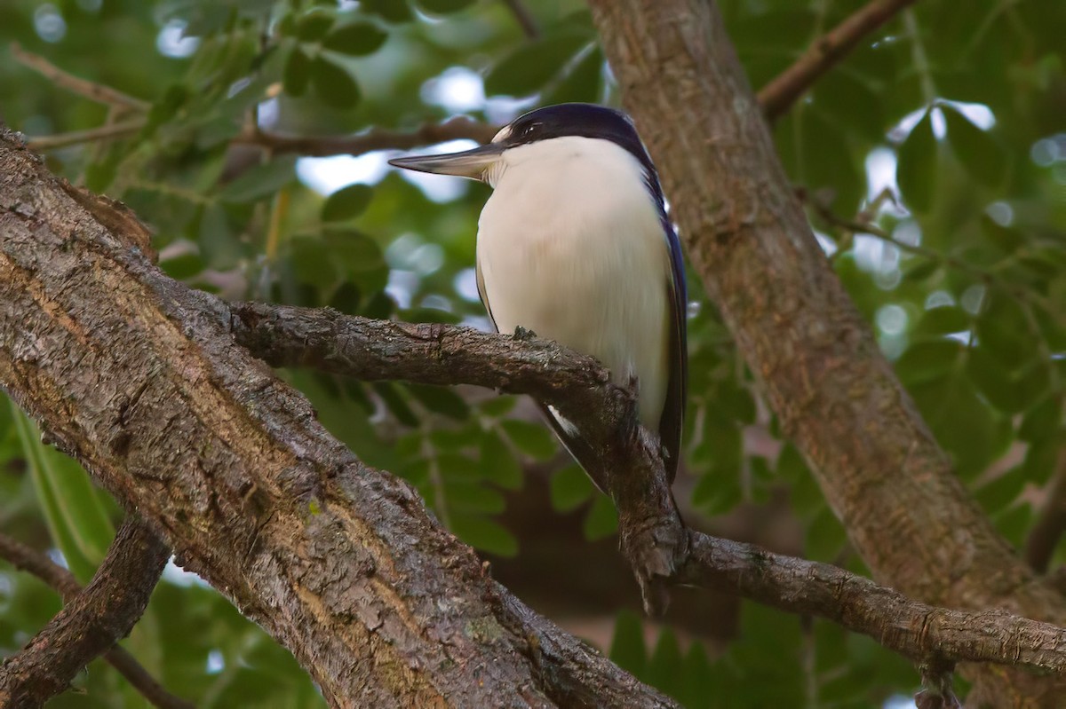 Forest Kingfisher - ML627689205