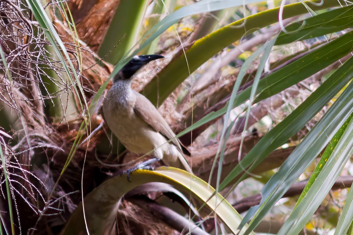 Helmeted Friarbird (Arnhem Land) - ML627689213