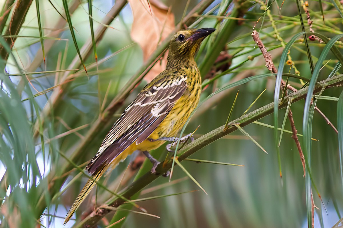 Green Oriole - ML627689256