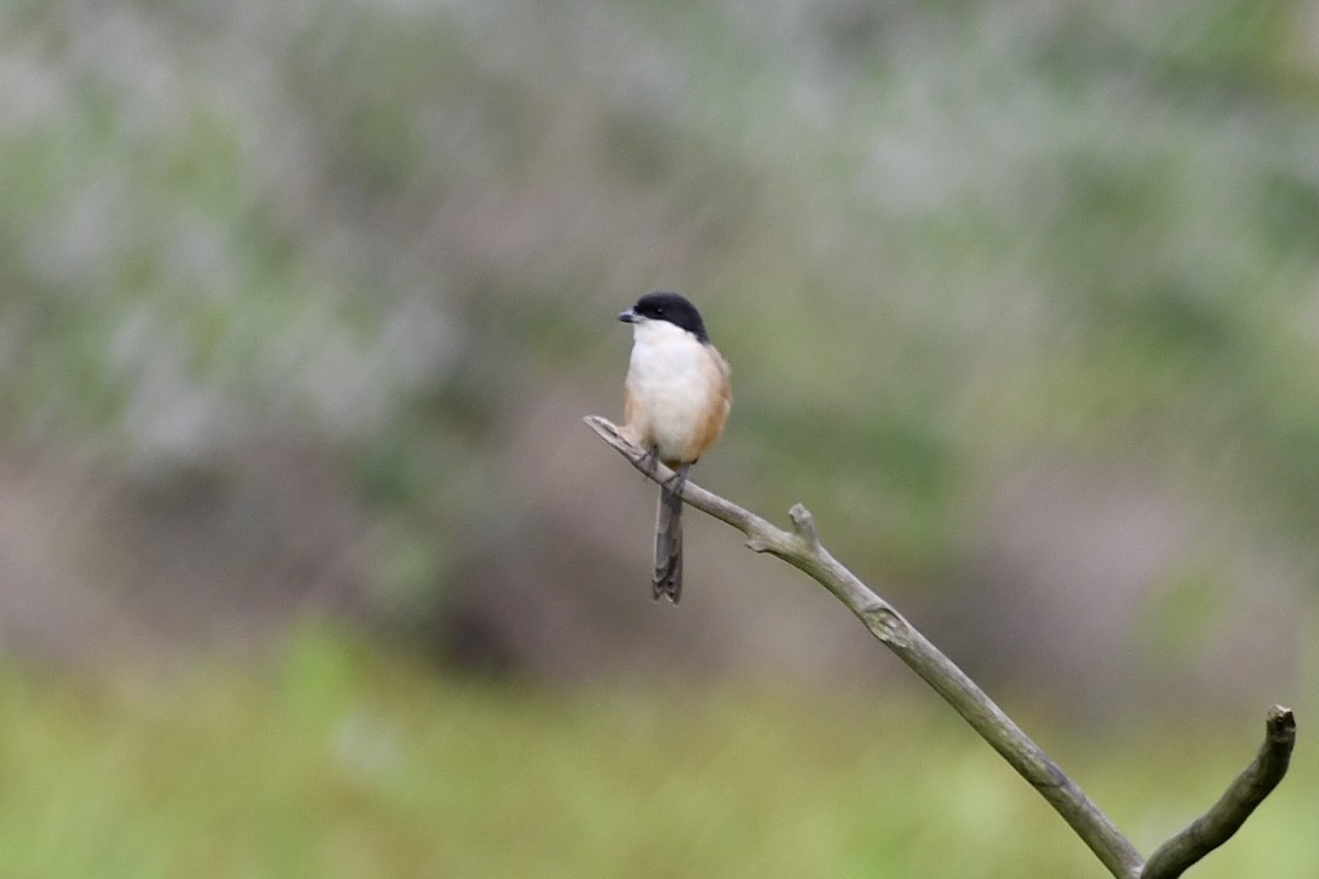 rustvarsler - ML627689307