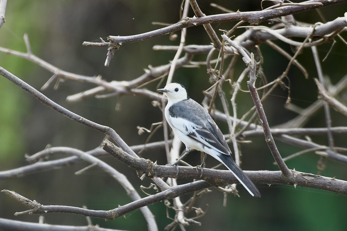 linerle - ML627689313