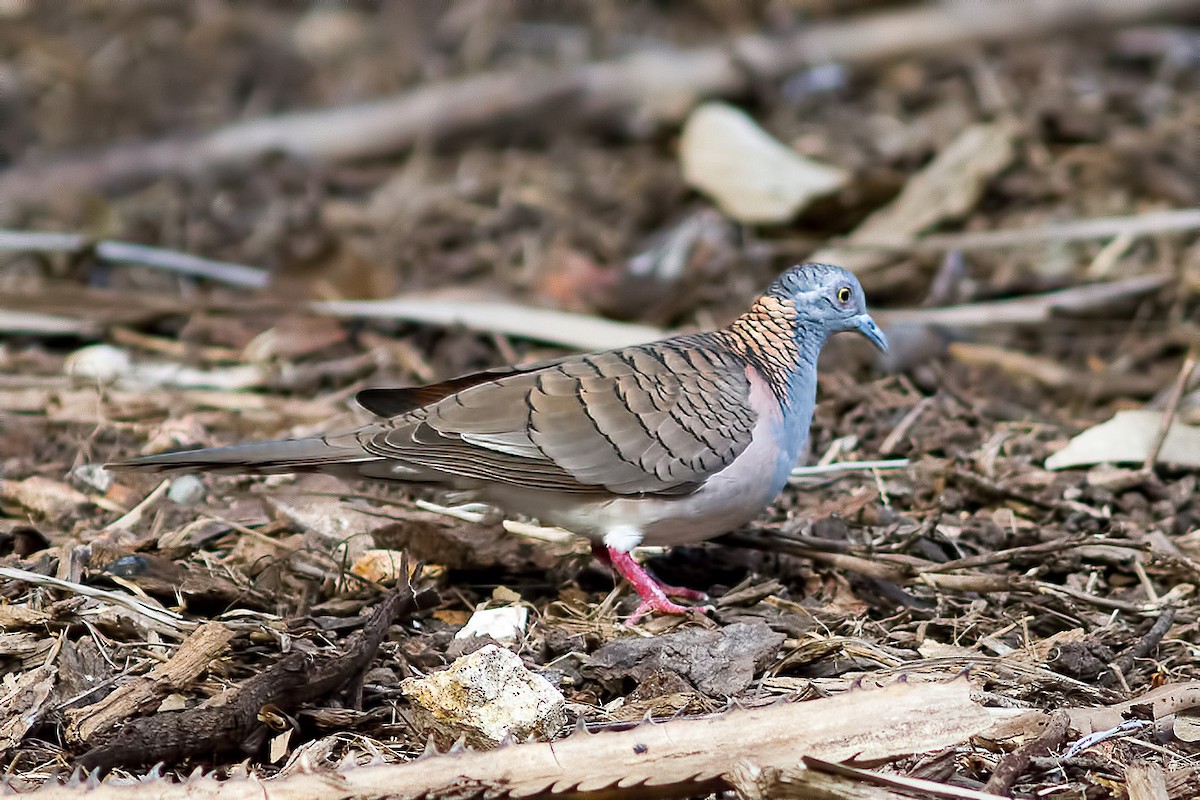 Bar-shouldered Dove - ML627689318