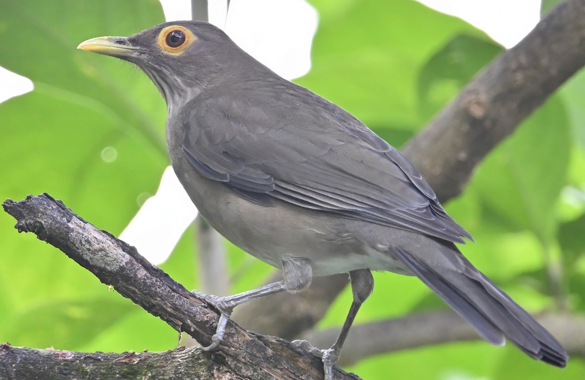 Spectacled Thrush - ML627689351