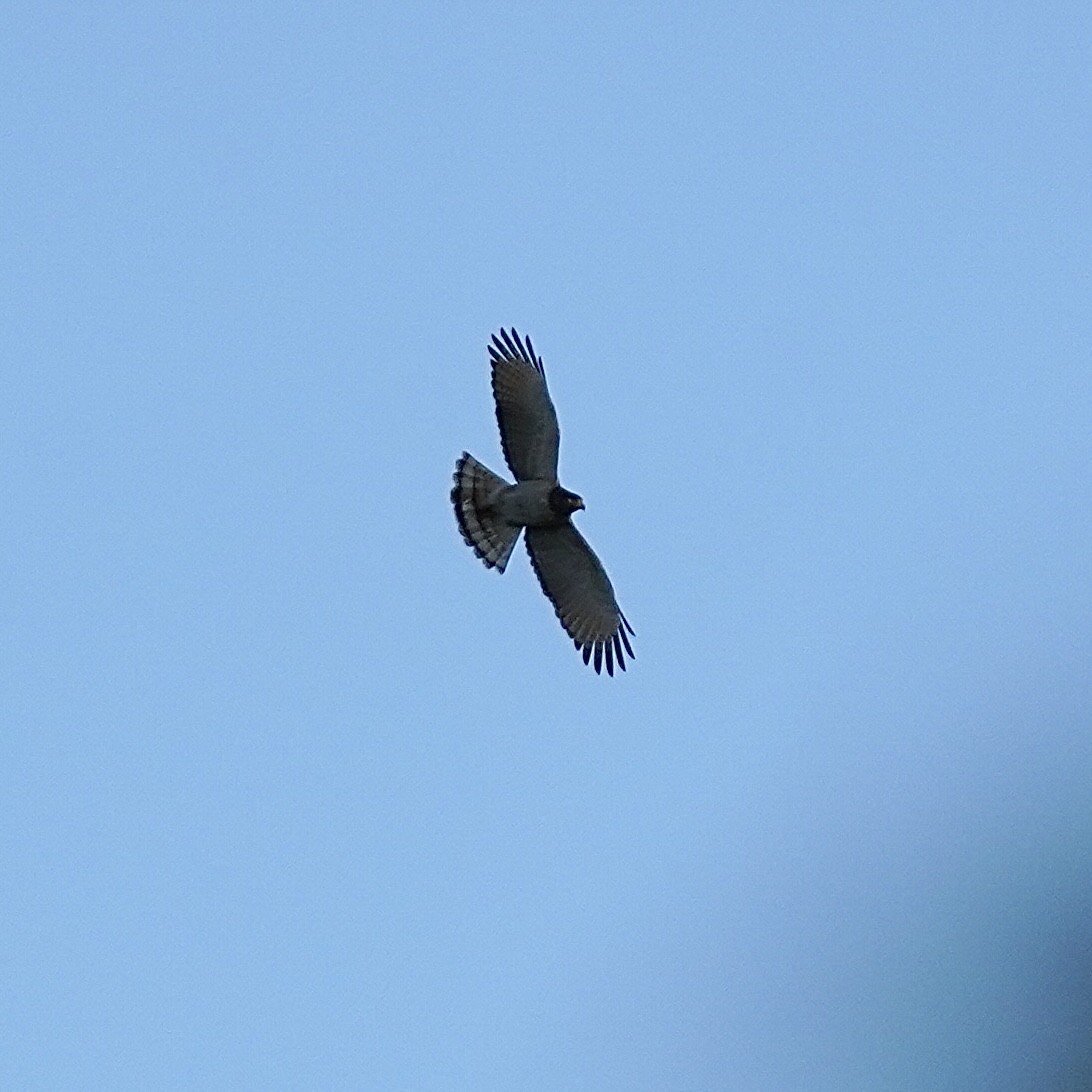 Roadside Hawk (Southern) - ML627689370