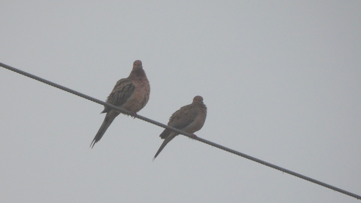 Mourning Dove - ML627689390