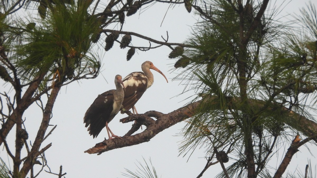 White Ibis - ML627689404