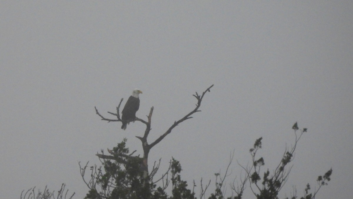 Bald Eagle - ML627689412