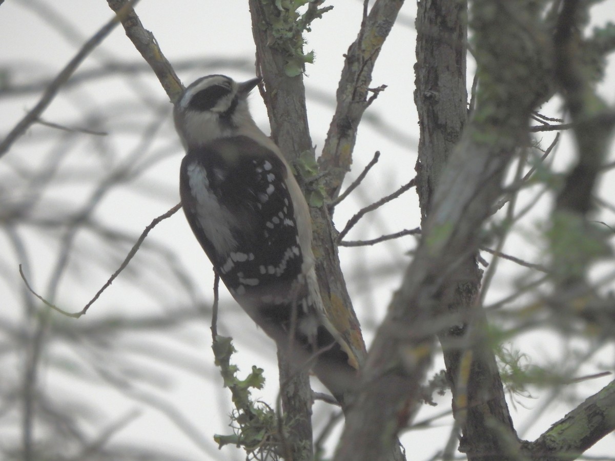 Downy Woodpecker - ML627689416