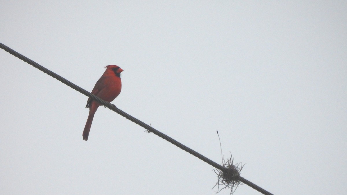 Northern Cardinal - ML627689429