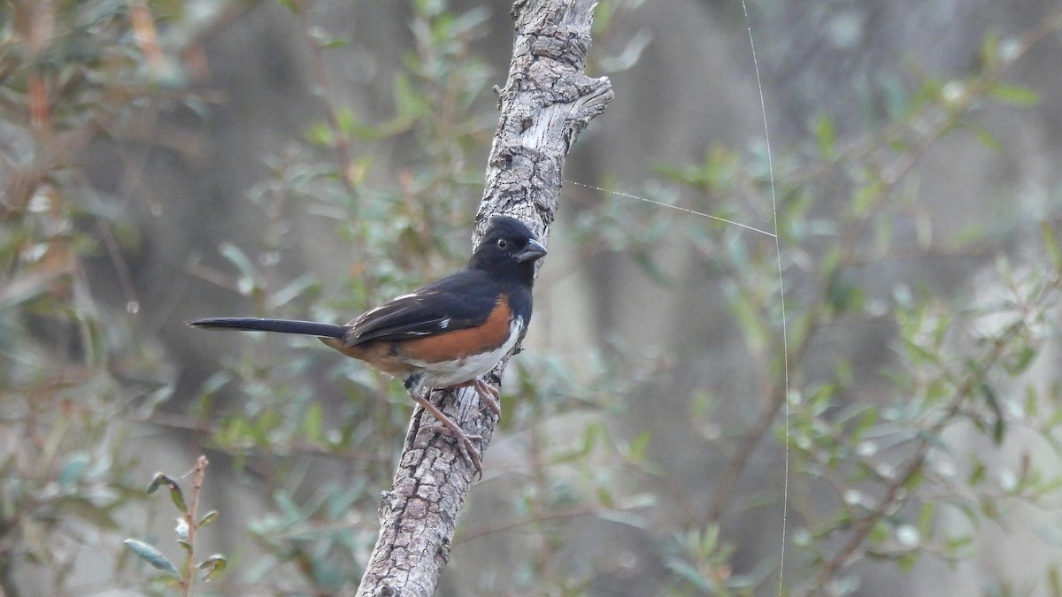 Eastern Towhee - ML627689438