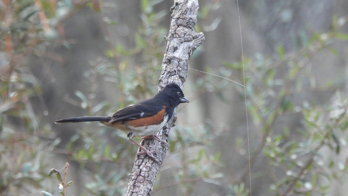 Eastern Towhee - ML627689439