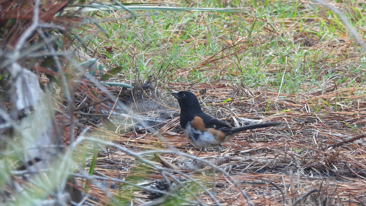 Eastern Towhee - ML627689441