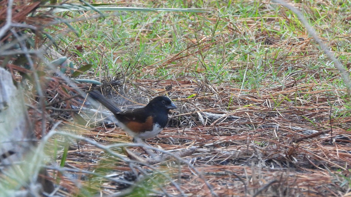 Eastern Towhee - ML627689442
