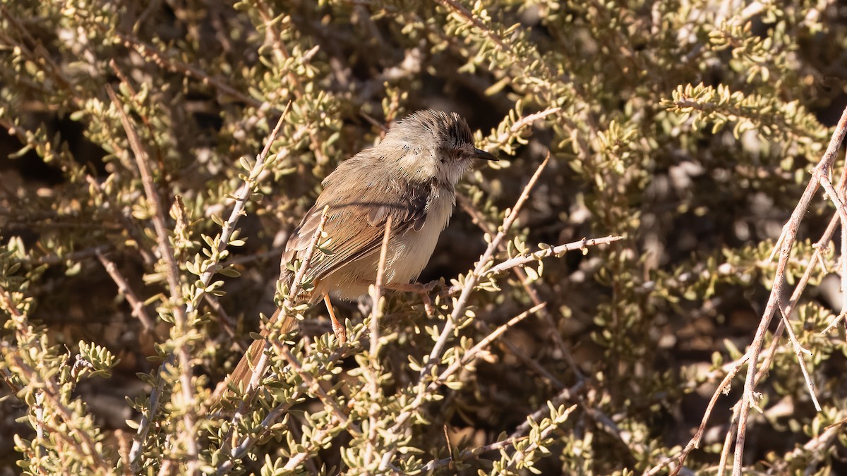 Prinia à plastron - ML627689493