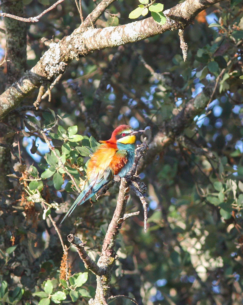 European Bee-eater - ML627689667