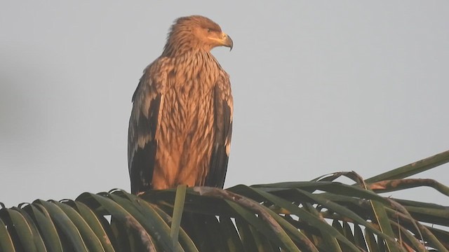 Aigle impérial - ML627689685