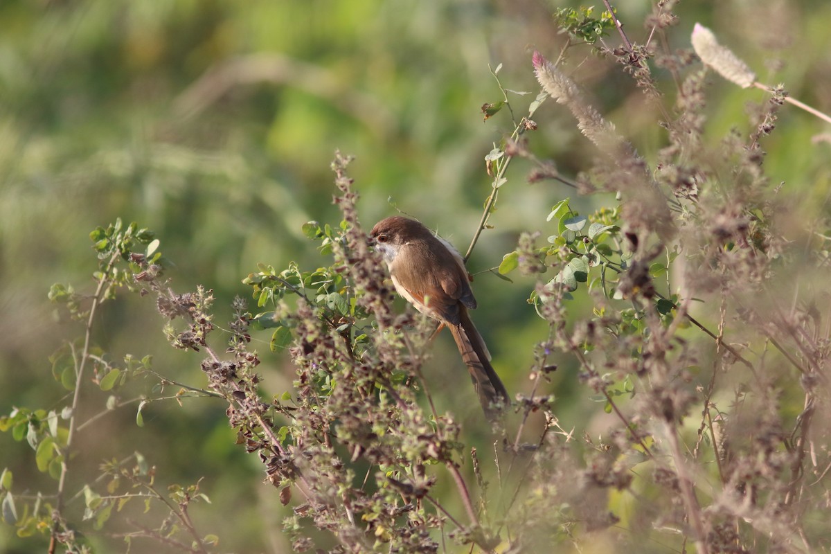 Yellow-eyed Babbler - ML627689690