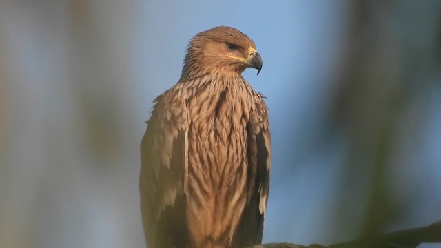 Aigle impérial - ML627689692