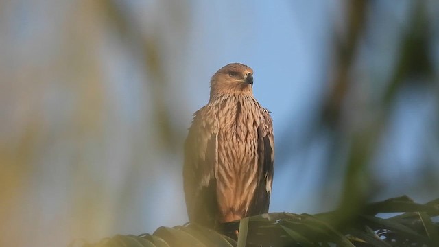 Aigle impérial - ML627689693