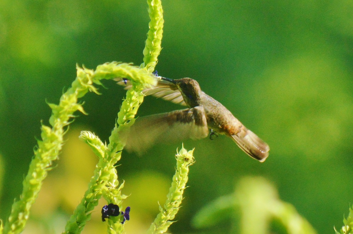 Colibrí Pardo - ML62768971