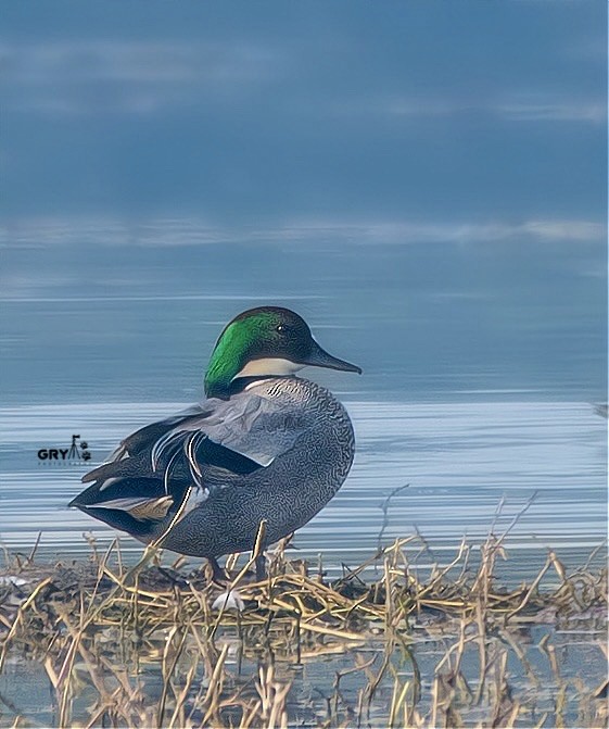 Falcated Duck - ML627689797