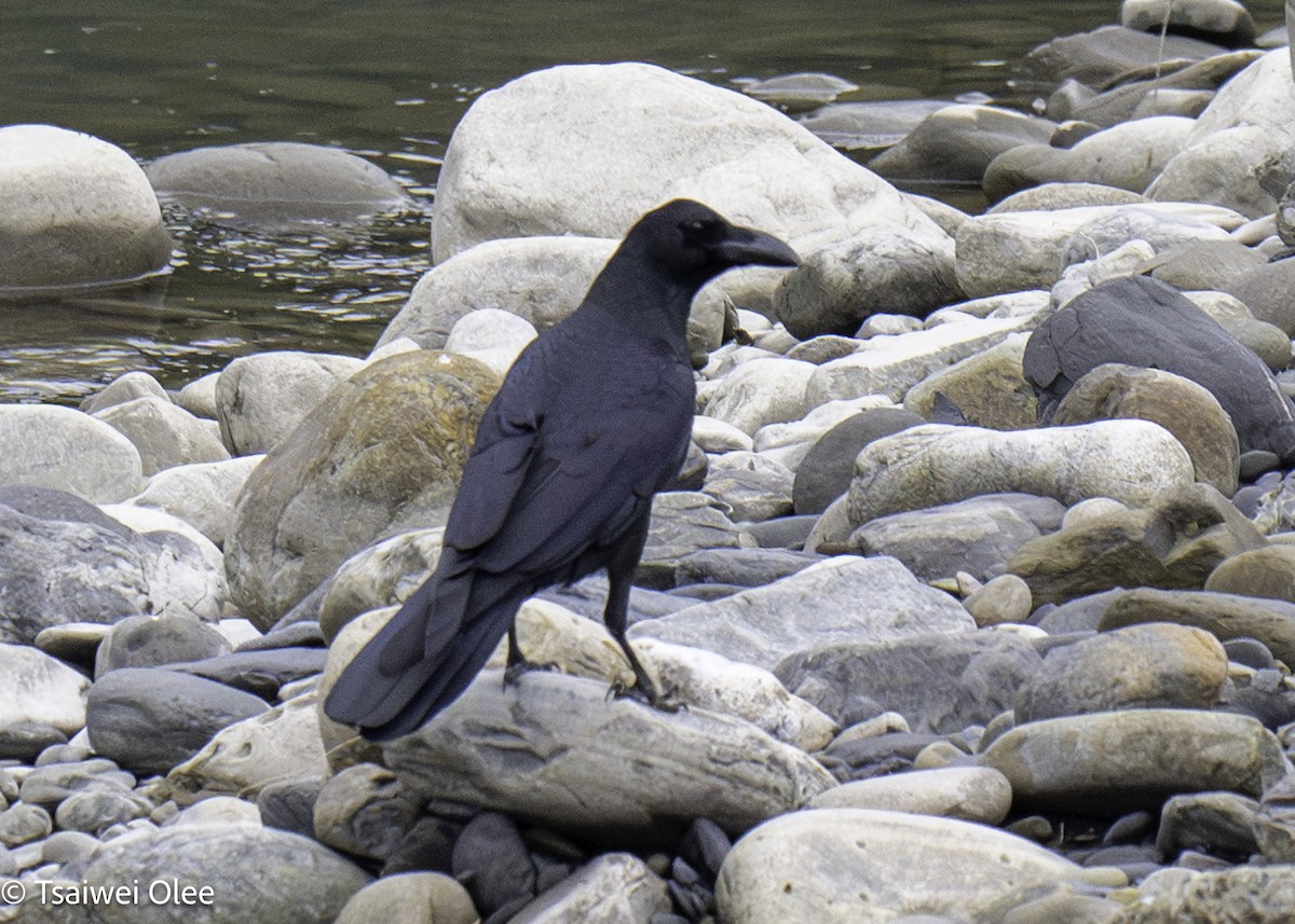 Large-billed Crow - ML627689858