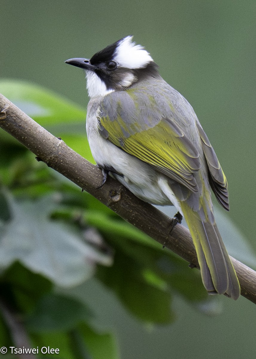 Light-vented Bulbul - ML627689877