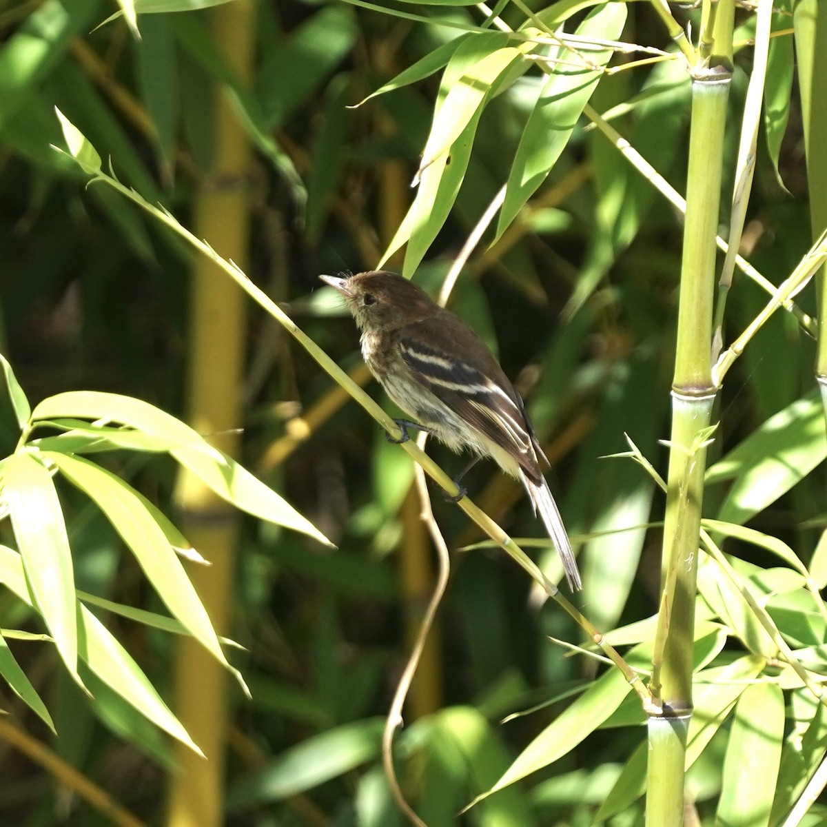Bran-colored Flycatcher - ML627690234