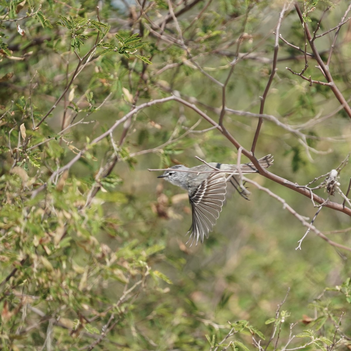 White-crested Tyrannulet (Sulphur-bellied) - ML627690300