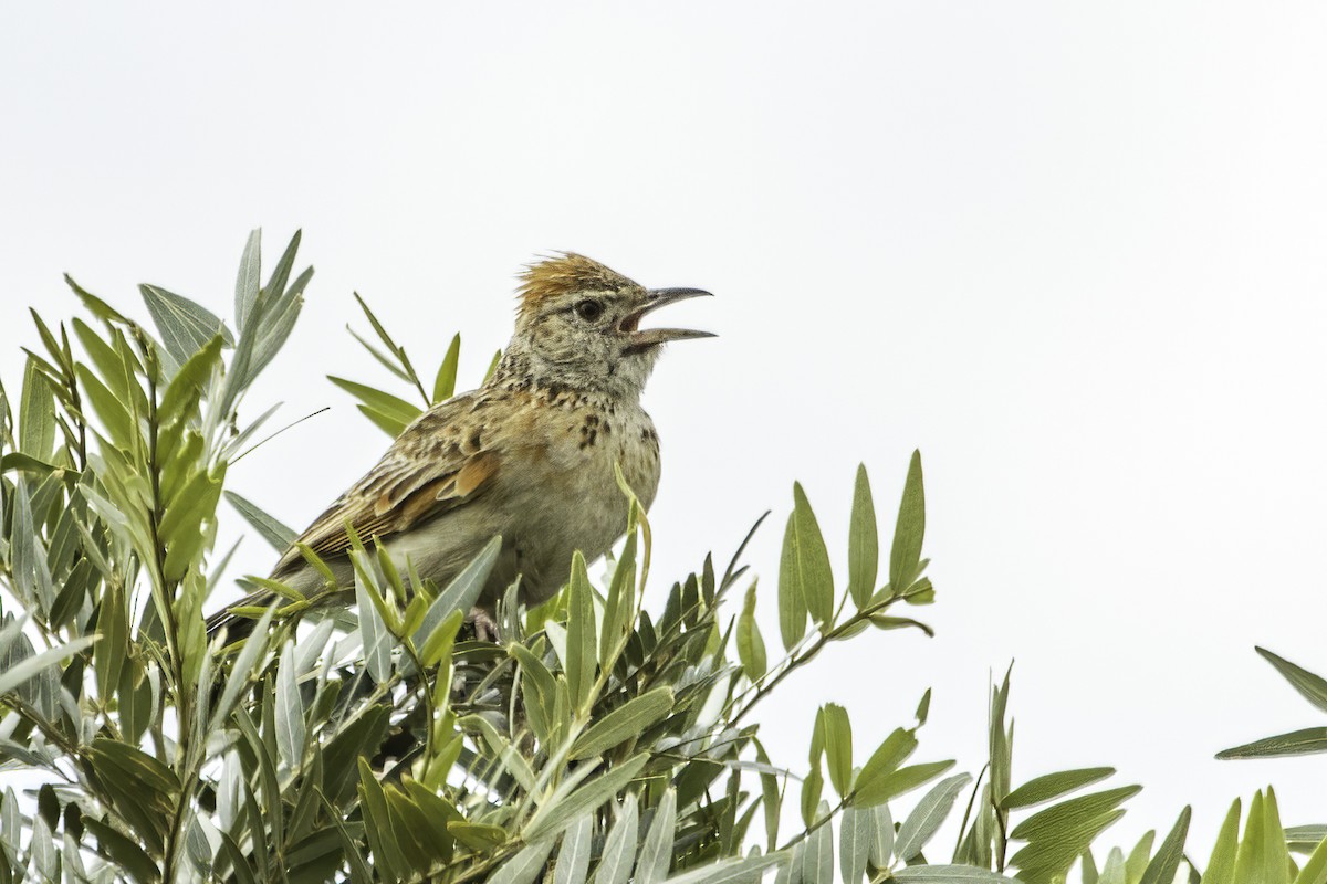 Rufous-naped Lark - ML627690310