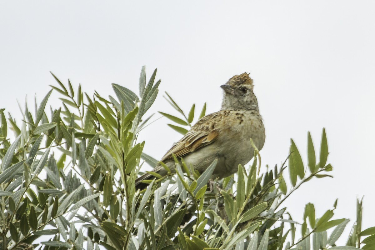 Rufous-naped Lark - ML627690321