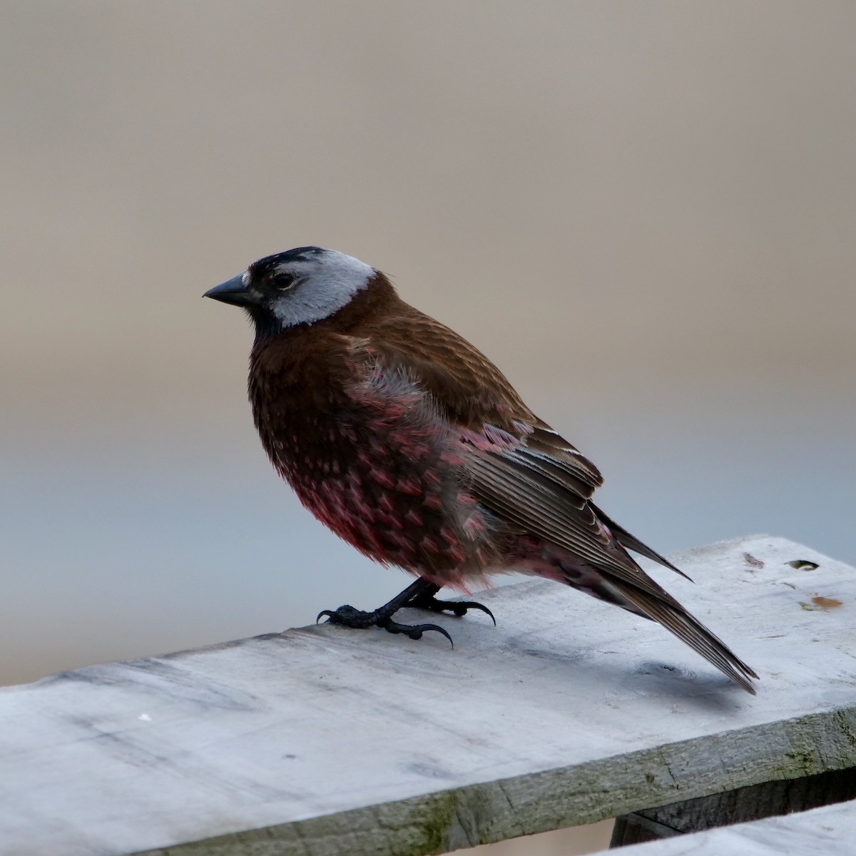 Gray-crowned Rosy-Finch (Pribilof Is.) - ML627690389