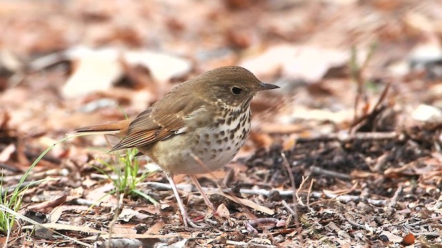 Hermit Thrush - ML627690605