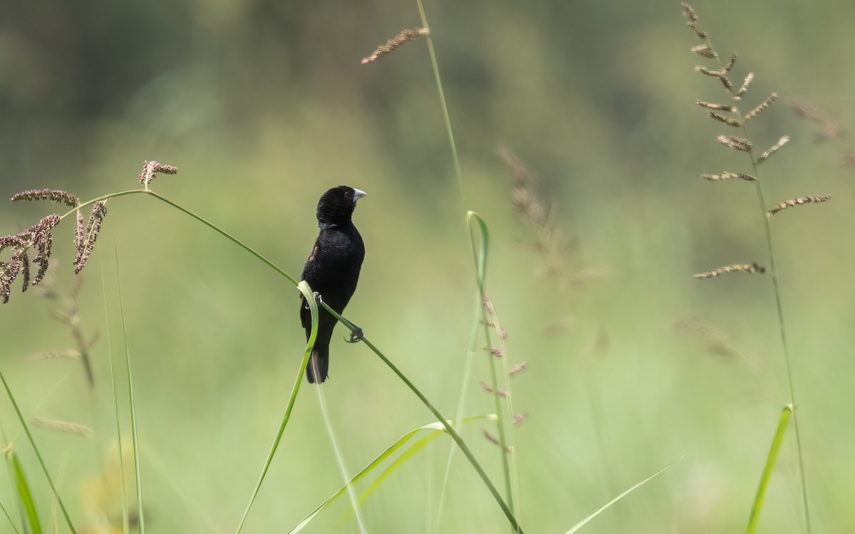 Marsh Widowbird - ML627690610