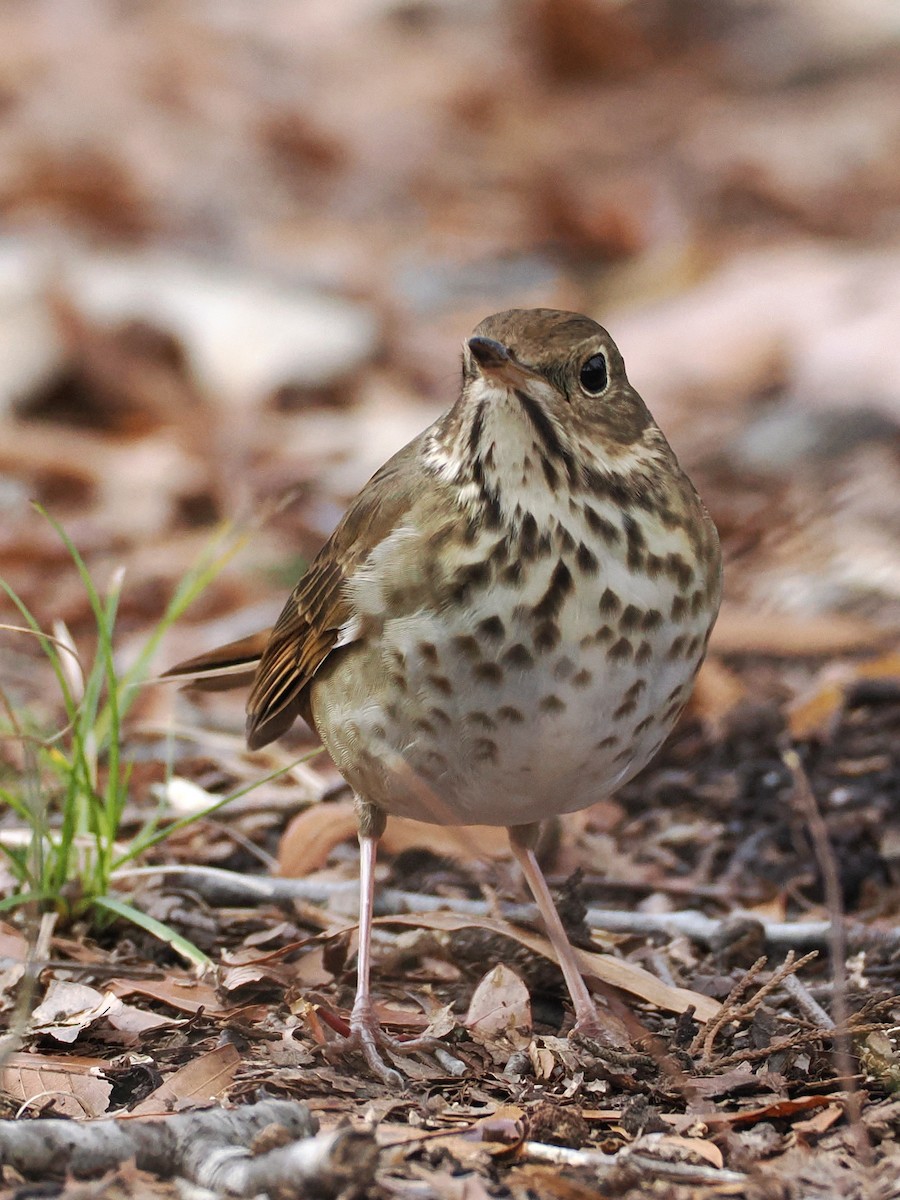 Hermit Thrush - ML627690614