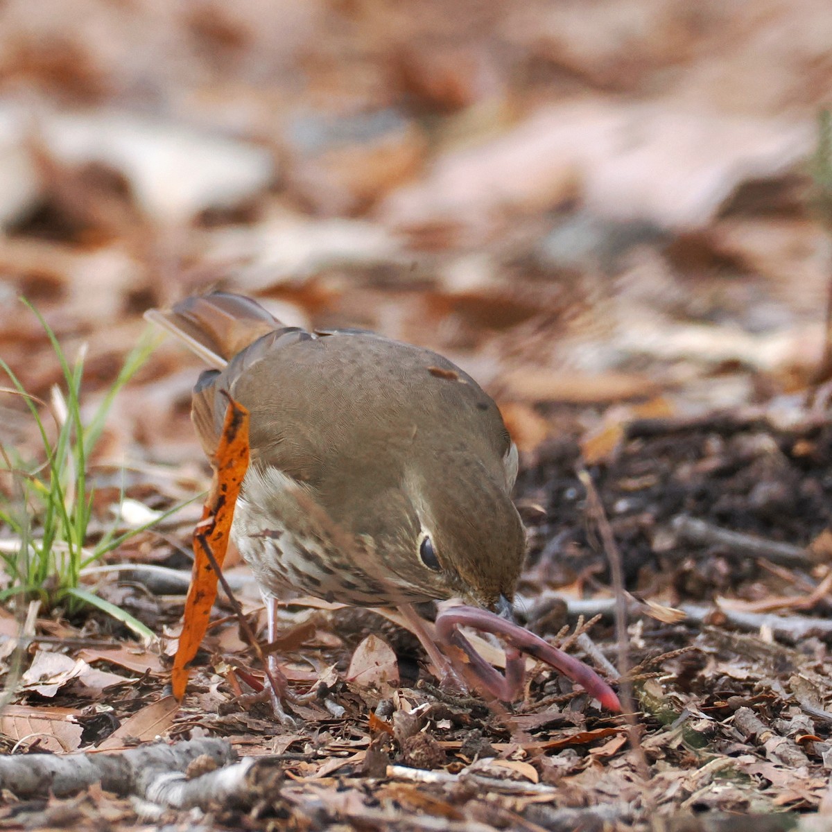 Hermit Thrush - ML627690615