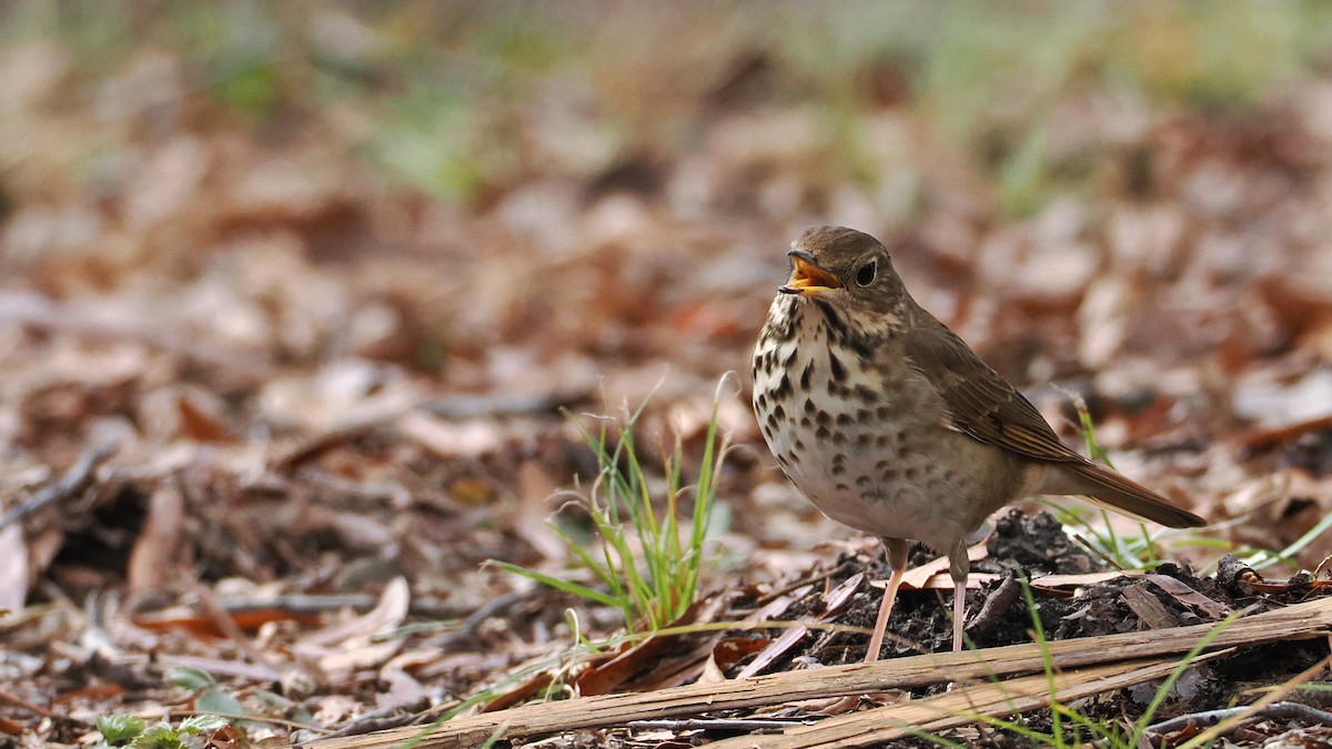 Hermit Thrush - ML627690616