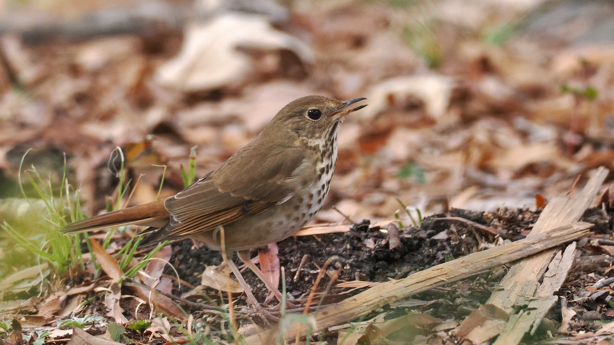 Hermit Thrush - ML627690617