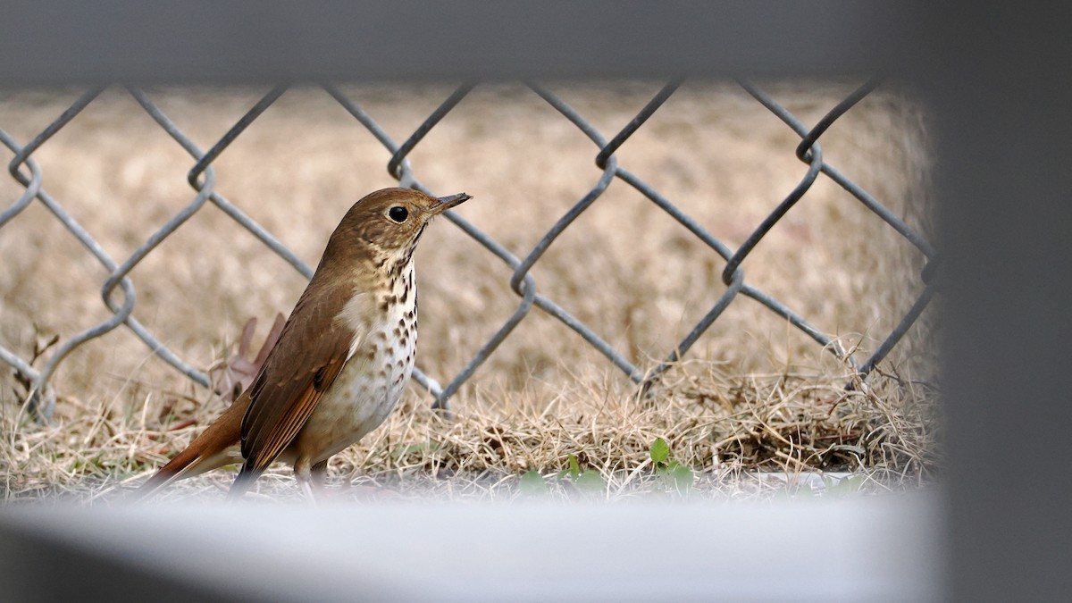 Hermit Thrush - ML627690618