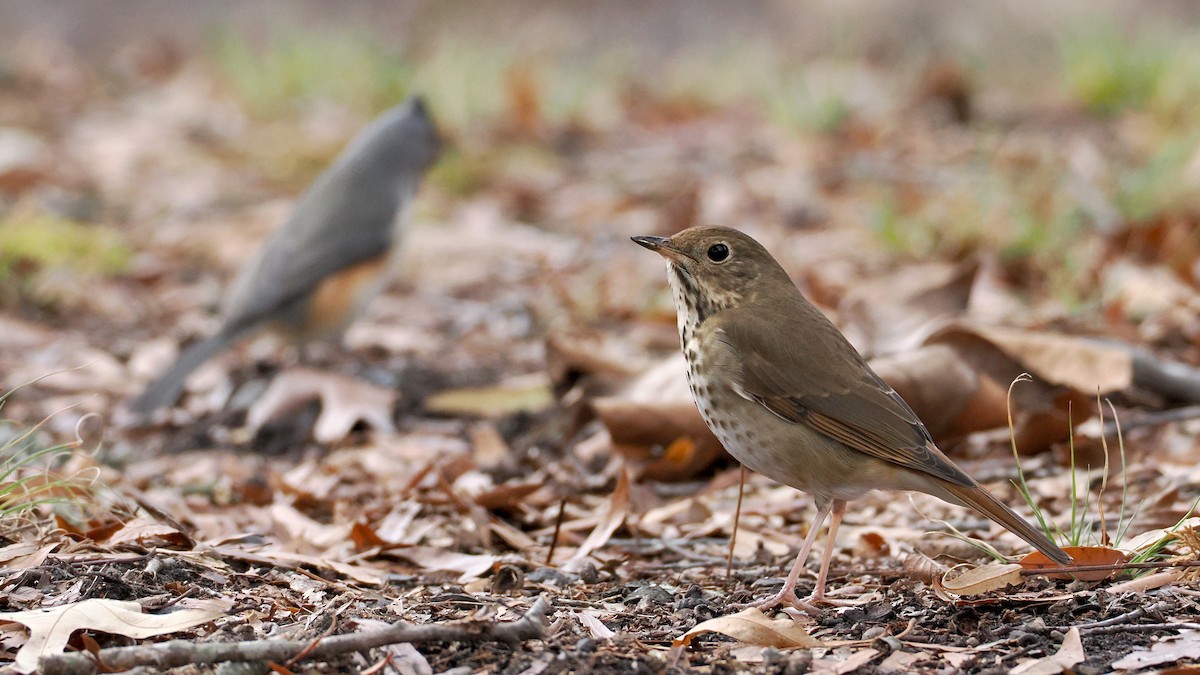 Hermit Thrush - ML627690619