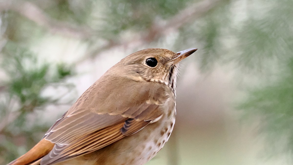 Hermit Thrush - ML627690620