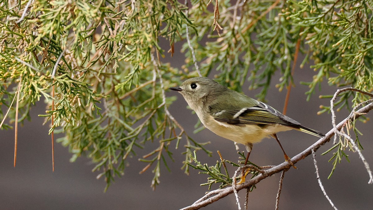 Ruby-crowned Kinglet - ML627690622