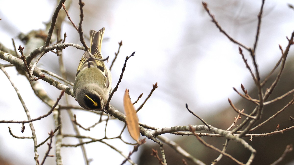 Golden-crowned Kinglet - ML627690626